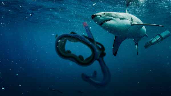 Saved From a Shark Poster 5