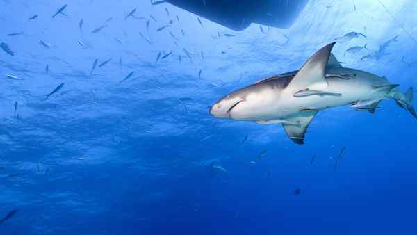 Saved From a Shark Poster 6