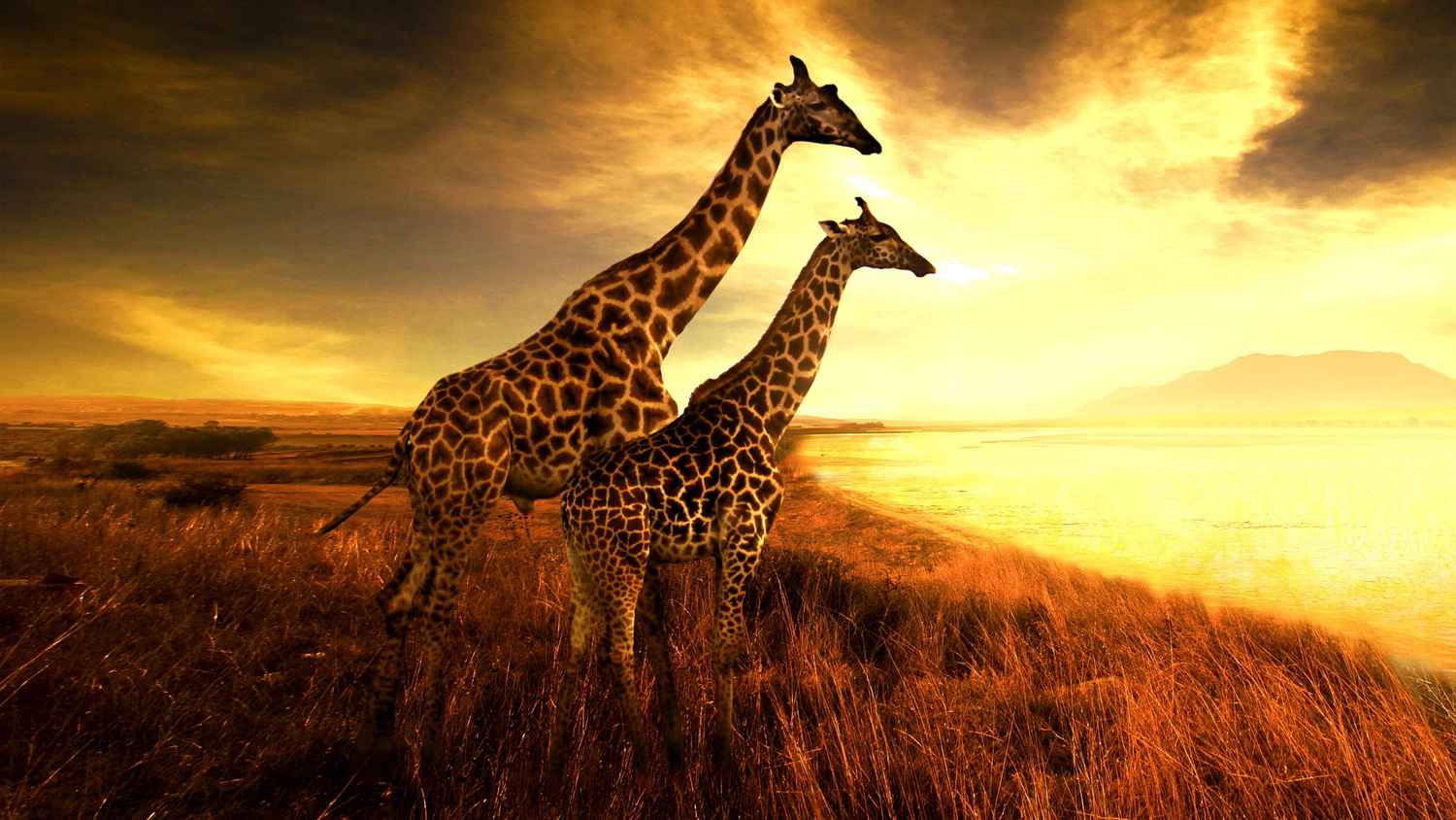 Saving Giraffes: The Long Journey Home