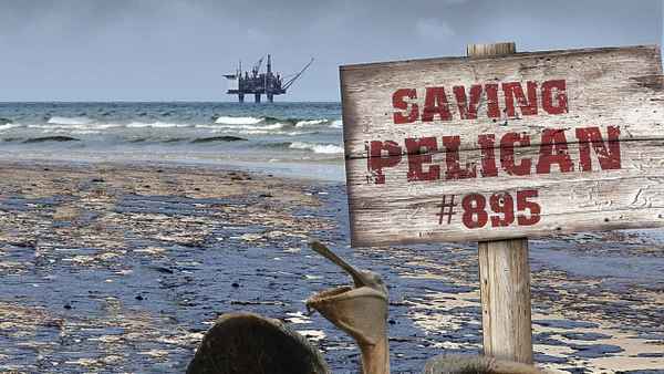 Saving Pelican 895 Poster 6