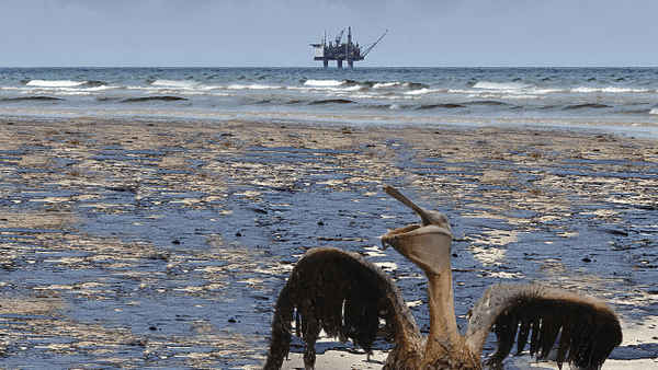 Saving Pelican 895 Poster 7