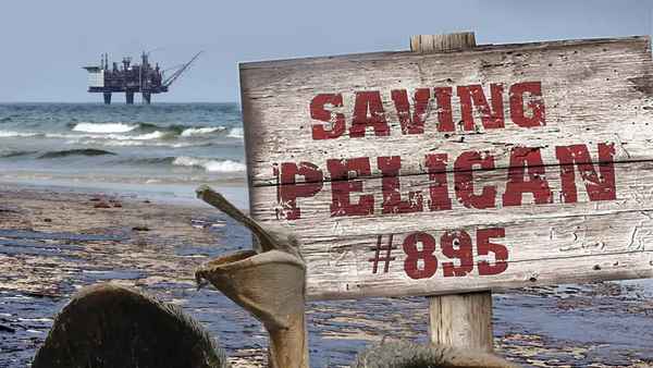 Saving Pelican 895 Poster 1