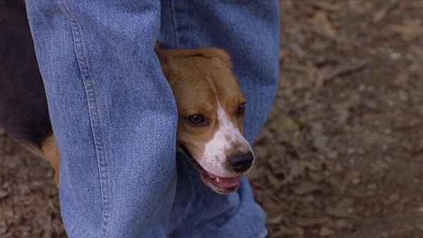 Saving Shiloh Poster 1