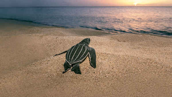 Sea of Hope: America's Underwater Treasures Poster 6