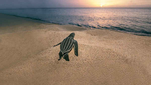 Sea of Hope: America's Underwater Treasures Poster 7