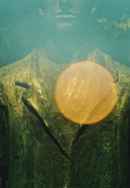 Seasonal Concerns Poster 2