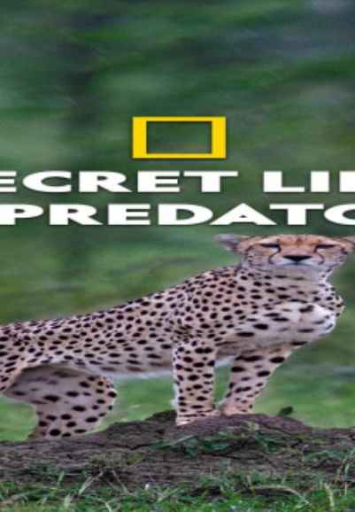 Secret Life Of Predators