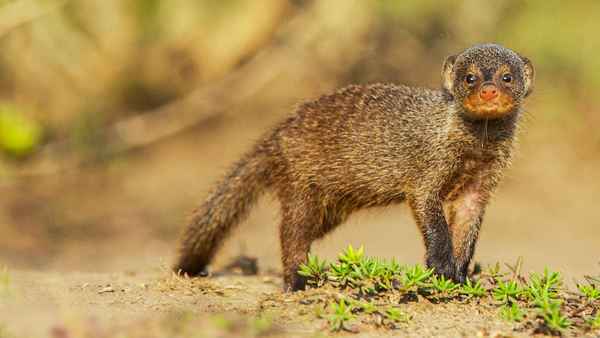 Secret Life Of Predators Poster 1