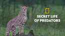 Secret Life Of Predators Poster 5