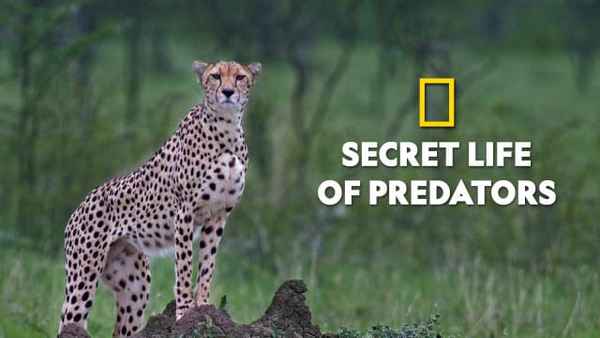 Secret Life Of Predators Poster 5