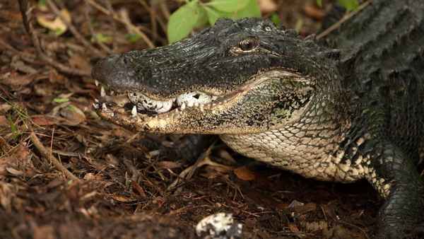 Secret Life Of Predators Poster 2