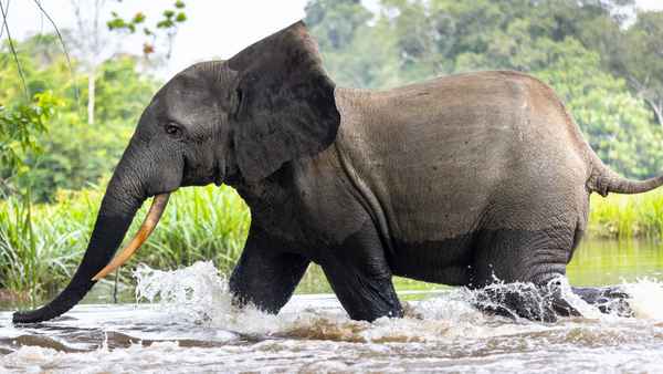 Secrets of the Elephants Poster 4