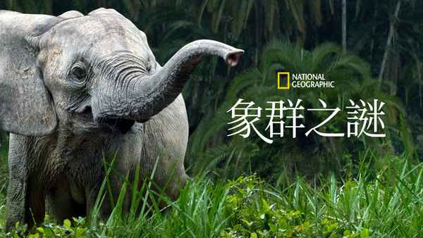 Secrets of the Elephants Poster 3