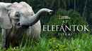 Secrets of the Elephants Poster 7