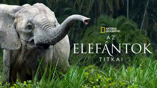 Secrets of the Elephants Poster 7