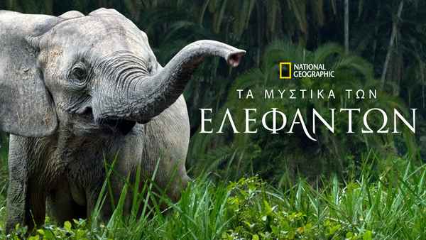 Secrets of the Elephants Poster 2