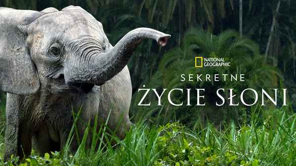 Secrets of the Elephants Poster 1