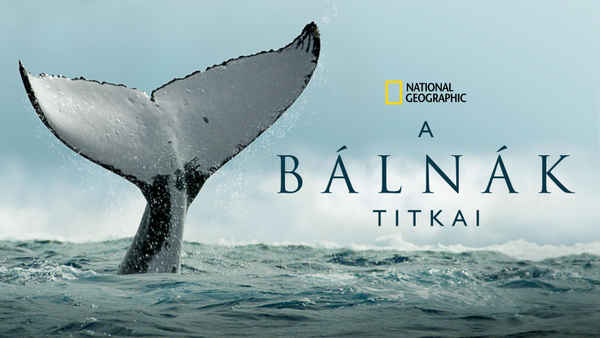 Secrets of the Whales Poster 1