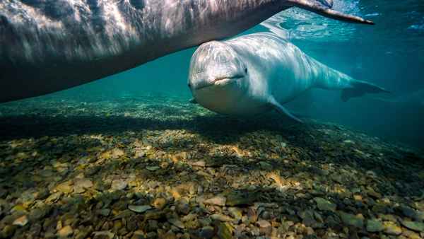 Secrets of the Whales Poster 2