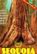 Sequoia Poster 4
