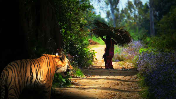 Serial Killer Tiger At Large Poster 6