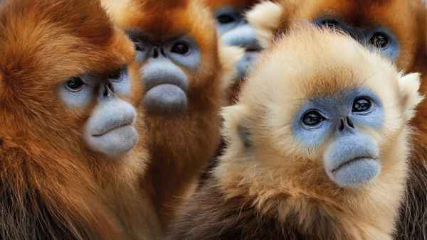 Seven Worlds, One Planet Poster 2