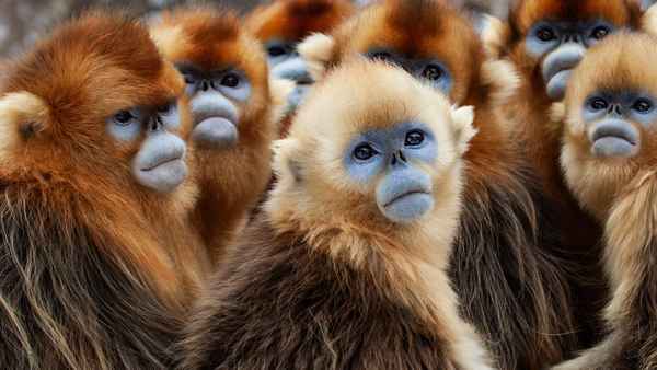 Seven Worlds, One Planet Poster 6