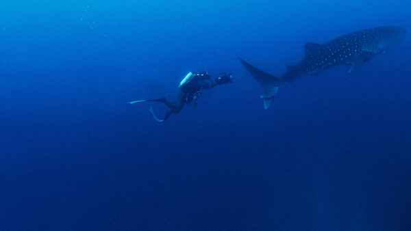 Shark Side of the Moon Poster 1