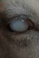 Skin & Bone Poster 4