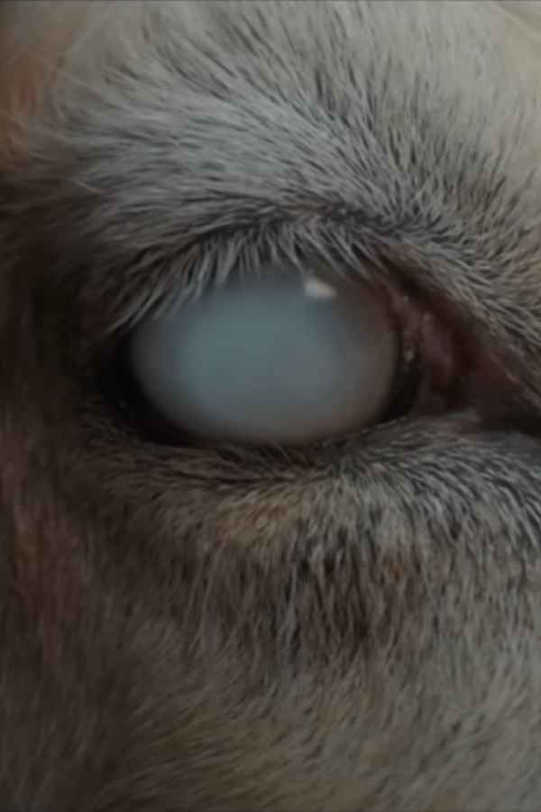 Skin & Bone Poster 4