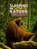 Sleeping in Nature Poster 1