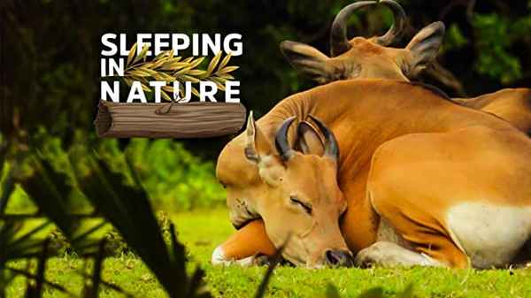 Sleeping in Nature Poster 3