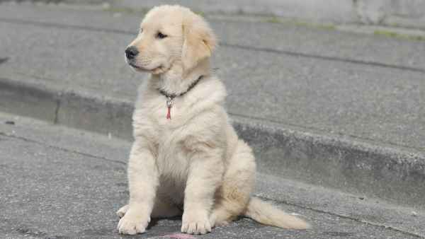 Snow Buddies Poster 7