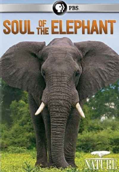 Soul of the Elephant