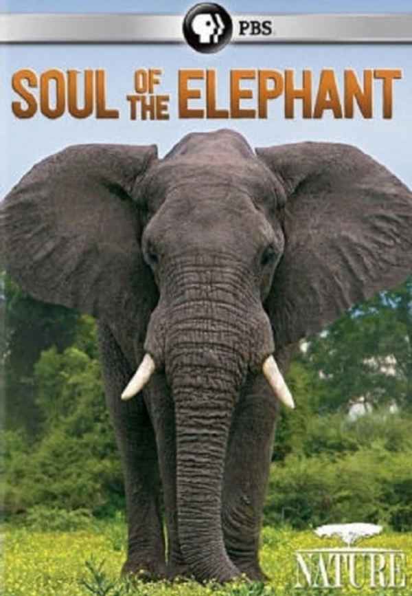 Soul of the Elephant Poster 4