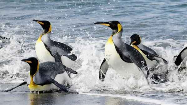 Sounds of the South Poster 2