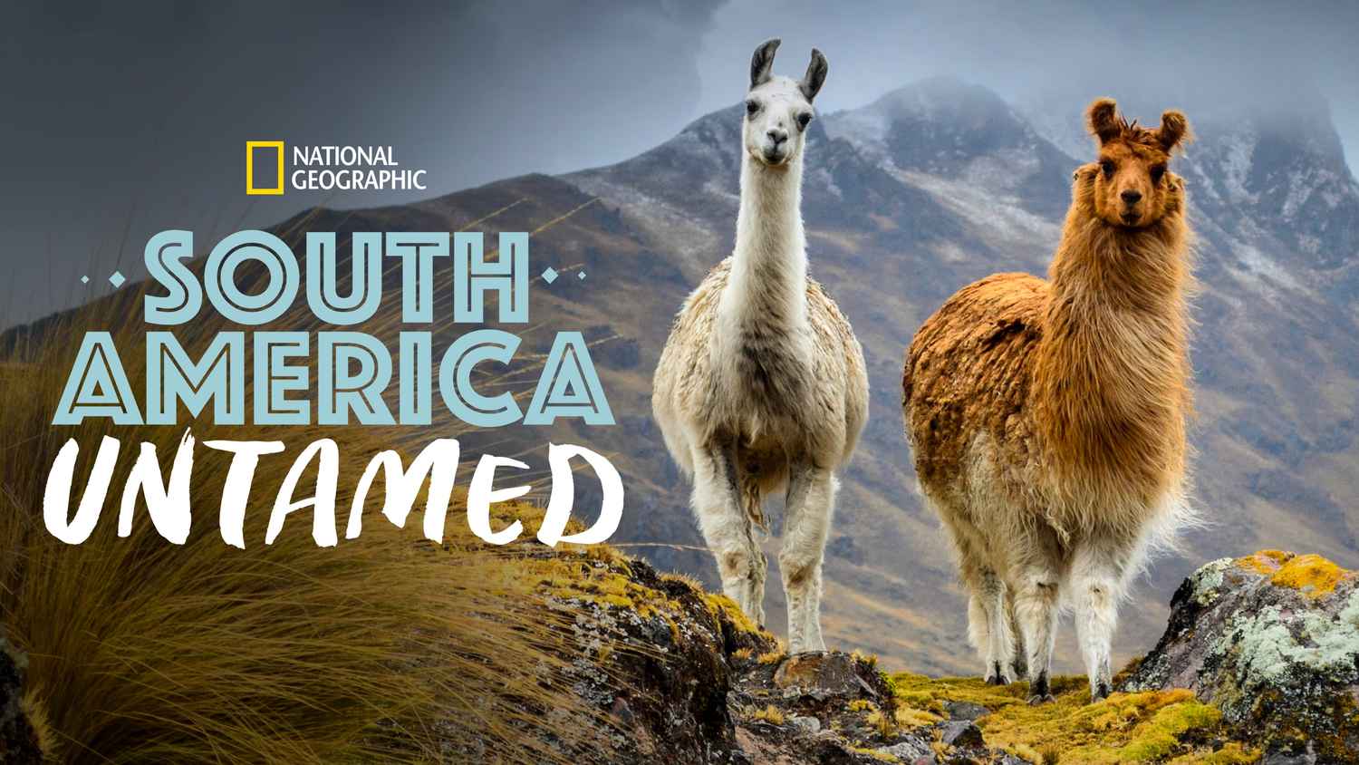 South America: Untamed