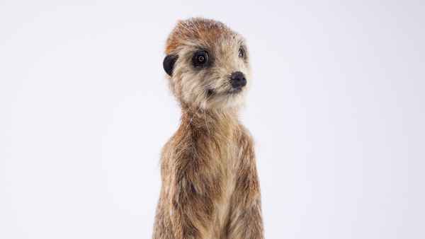 Spy In The Wild Poster 6