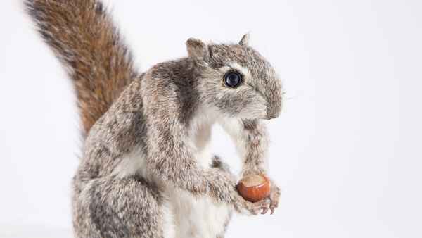 Spy In The Wild Poster 3