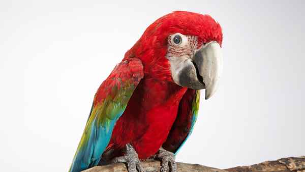 Spy In The Wild Poster 5