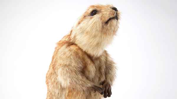 Spy In The Wild Poster 2