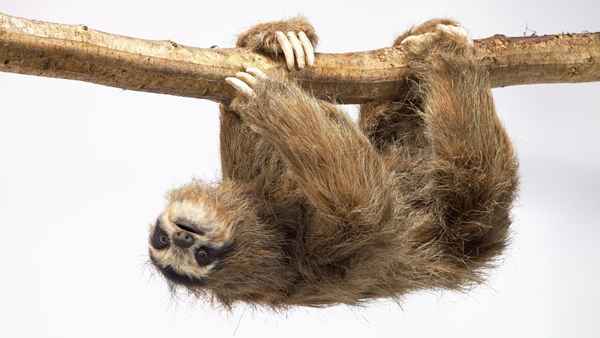 Spy In The Wild Poster 1