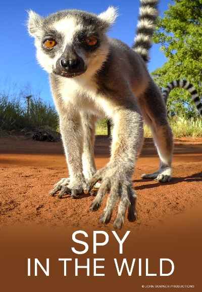 Spy In The Wild