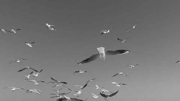 Stones in Cold Water Poster 1