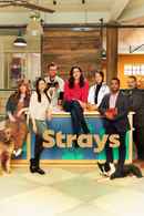 Strays Poster 4