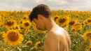 Sunflower Poster 1