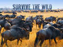 Survive the Wild Poster 5