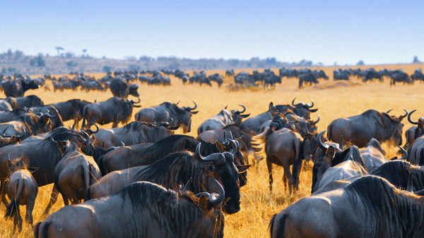 Survive the Wild Poster 2