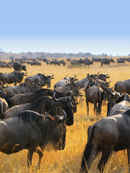 Survive the Wild Poster 6