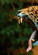 Surviving The Amazon Poster 6